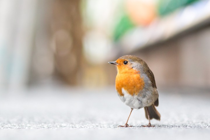 robin-on-the-carpet-1