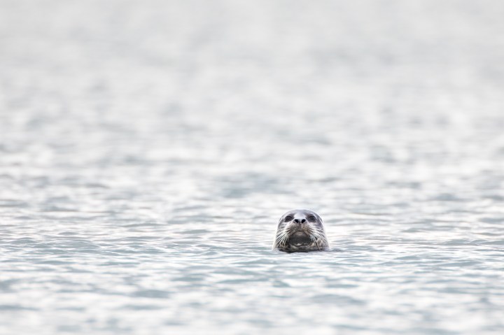 Farlington seal-1.jpg