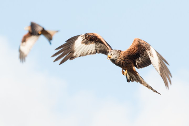 Wales L.A.M final edit -12