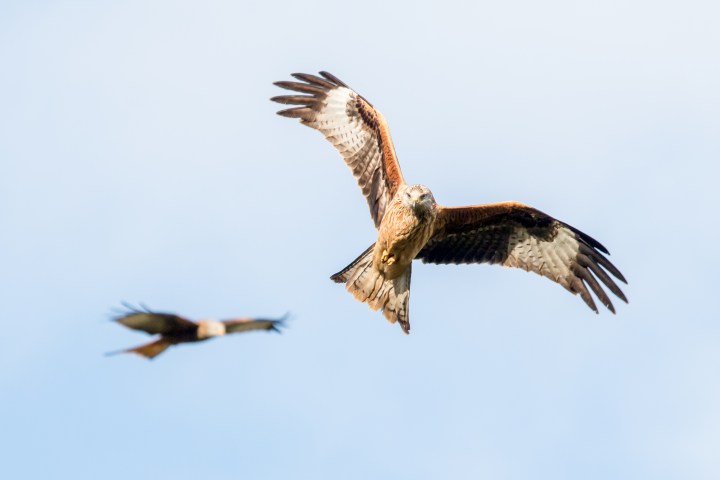 Wales L.A.M final edit -13