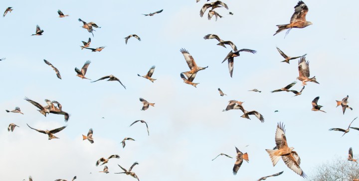 Wales L.A.M final edit -7