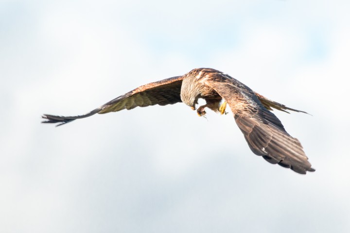 Wales L.A.M final edit -8