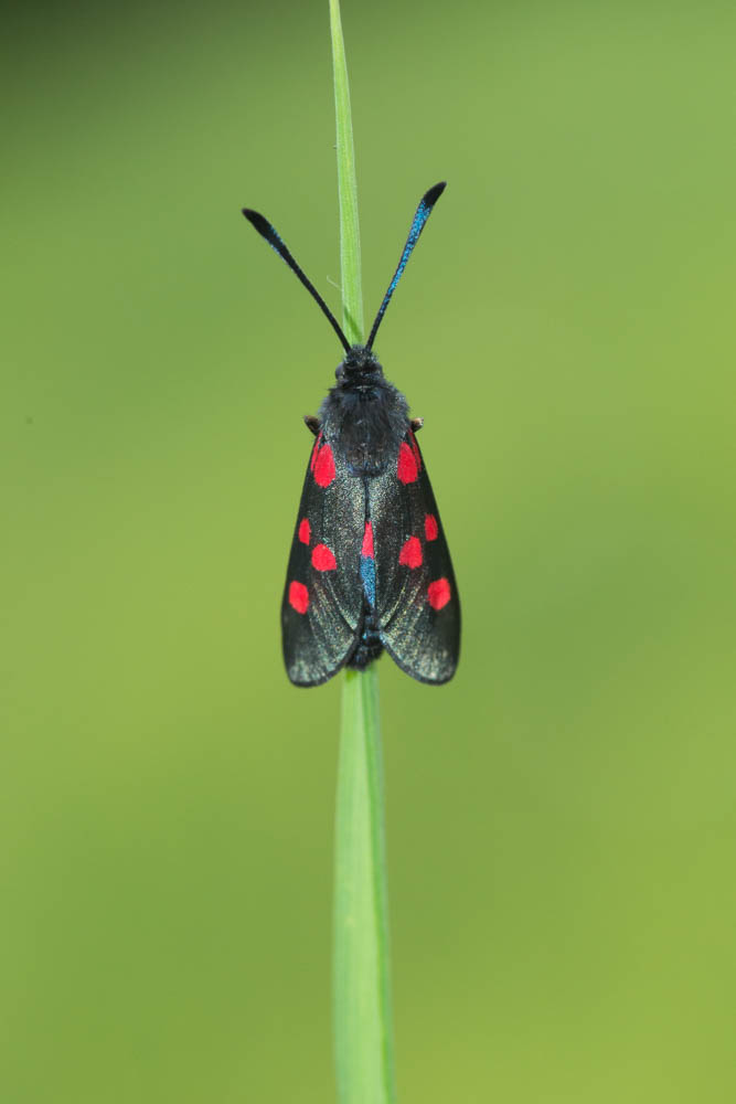 1 Burnett Moth