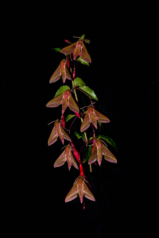 11 Elephant Hawkmoth 2