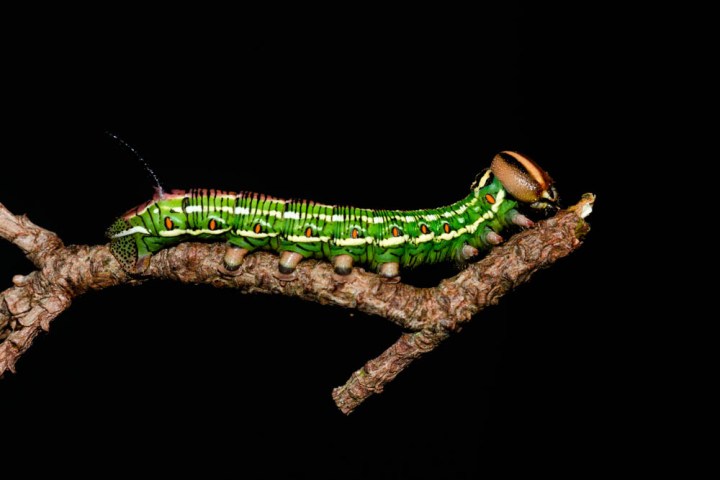 15 Pine Hawkmoth caterpillar