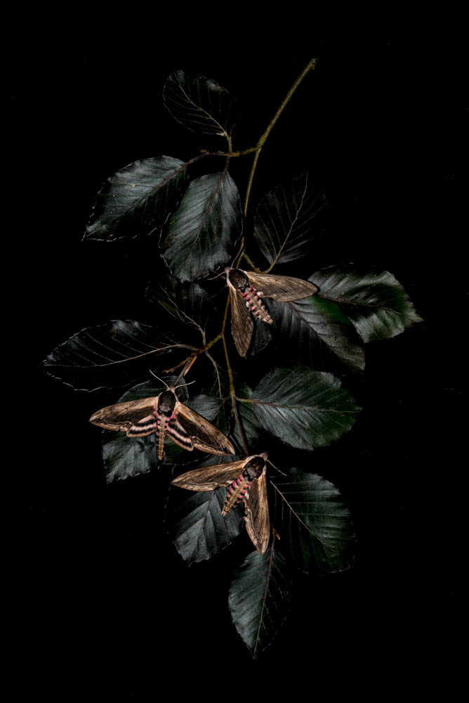 16 Privet Hawkmoth 1