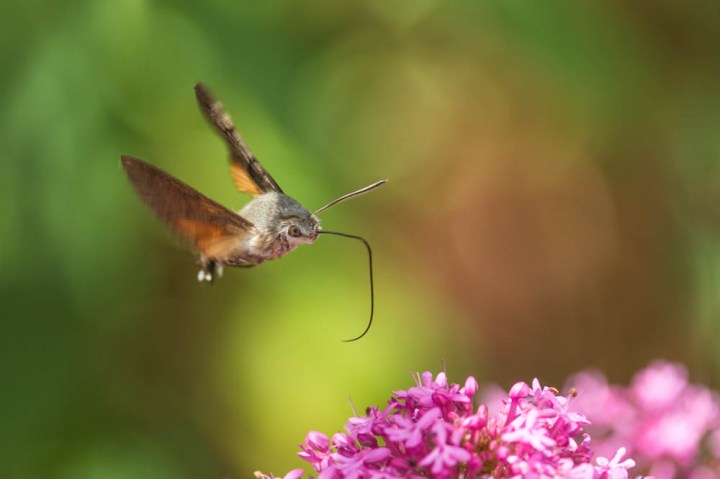 4 Hummingbird Hawkmoth 1