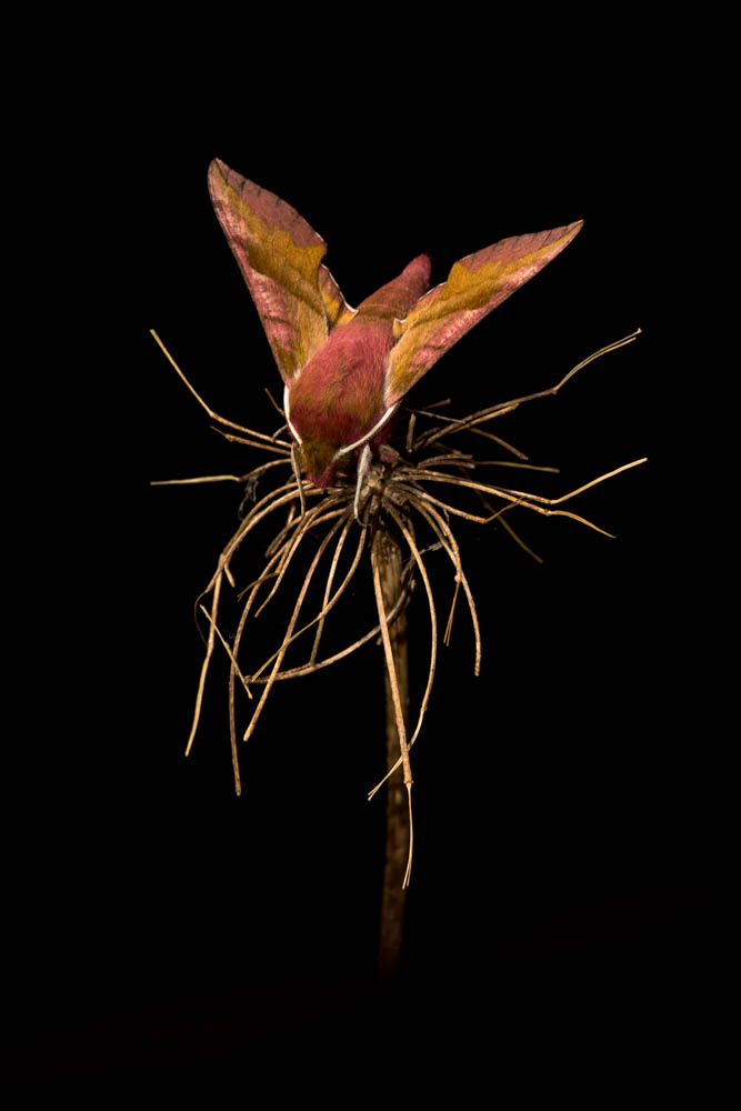 6 small ele hawkmoth