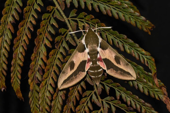 7 Spurge Moth