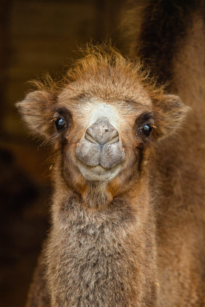 batrian camel (lympne)