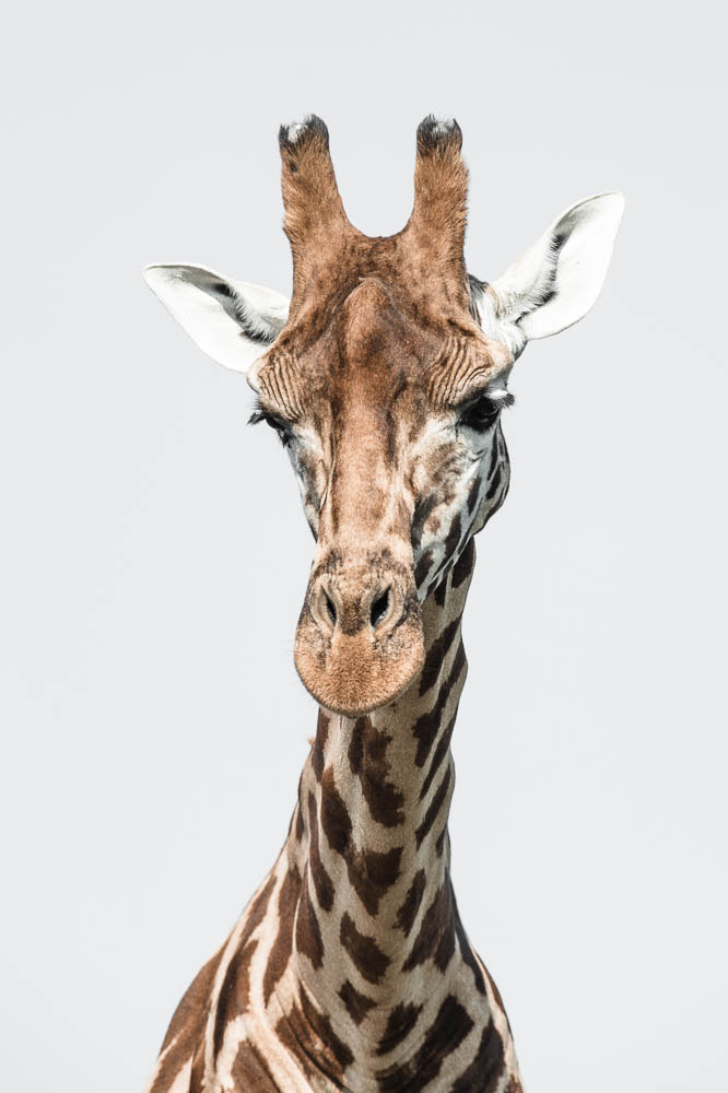 giraffe 1 (lympne)