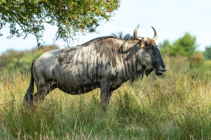 gnu or wilderbeast (lympne)