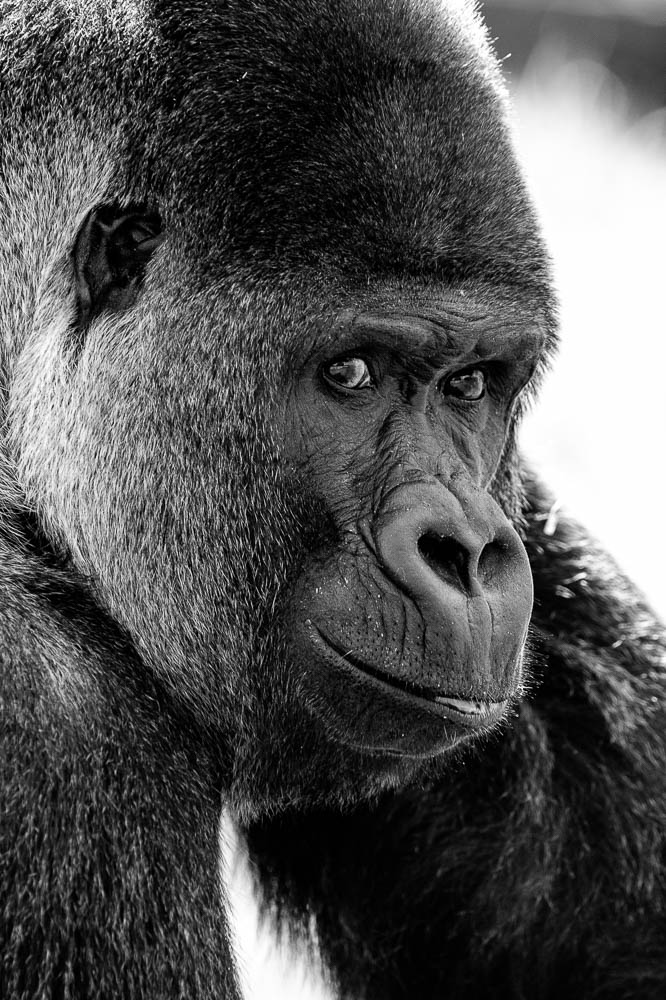 gorilla 1 (lympne)