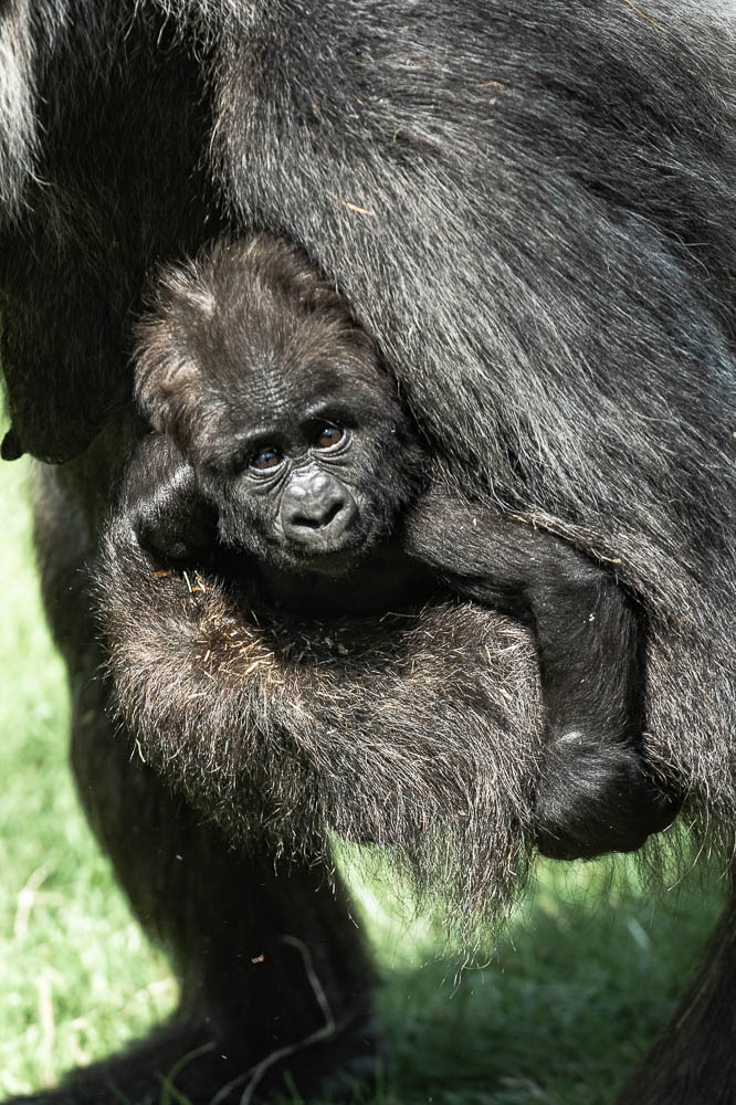 gorilla infant 1 (lympne)