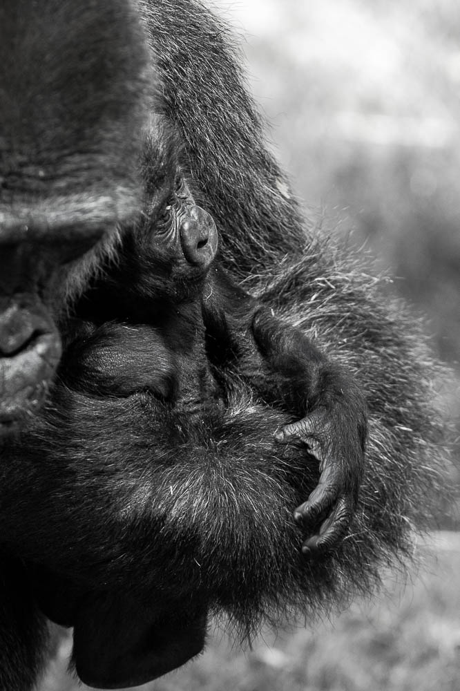 gorilla infant (lympne)