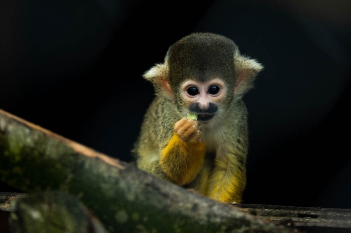 little monkey (lympne)