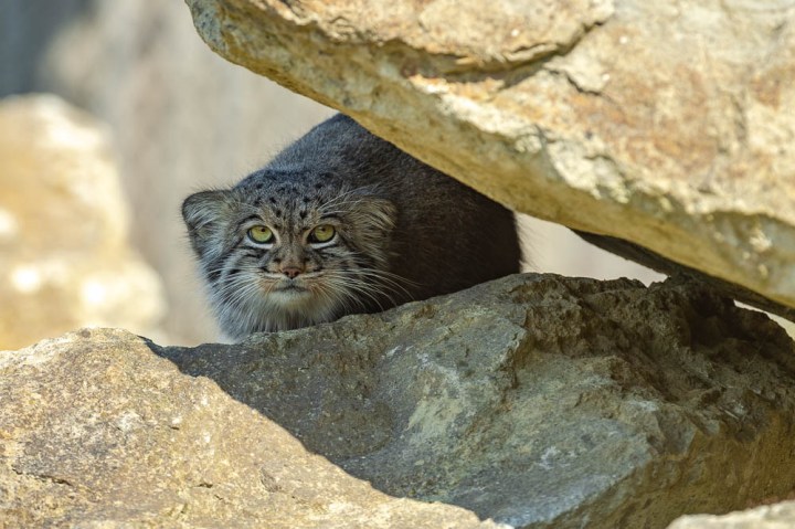 pallas cat (lympne)