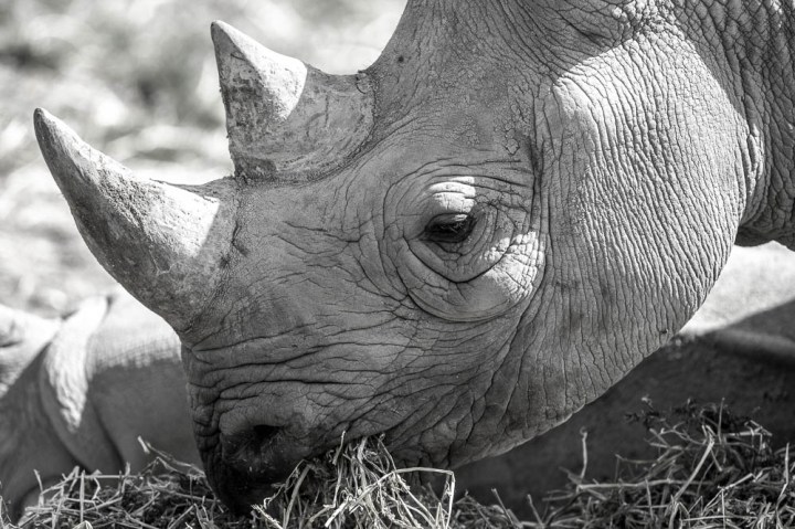 white rhino 1 (lympne)