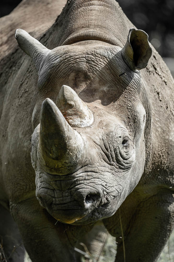 white rhino (lympne)
